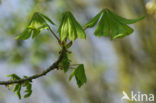 bottlebrush buckeye (Aesculus parviflora)