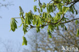 bottlebrush buckeye (Aesculus parviflora)