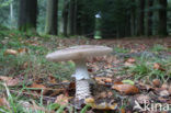 The Blusher (Amanita rubescens)