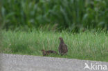 Grey Partridge (Perdix perdix)