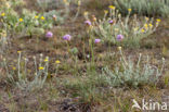 Plantain Thrift (Armeria alliacea)