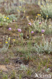 Plantain Thrift (Armeria alliacea)