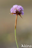 Plantain Thrift (Armeria alliacea)