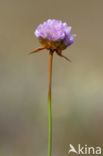 Plantain Thrift (Armeria alliacea)