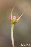 Plantain Thrift (Armeria alliacea)