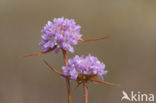 Plantain Thrift (Armeria alliacea)