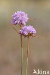 Plantain Thrift (Armeria alliacea)