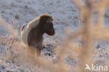 Pony (Equus spp)