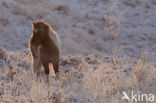 Pony (Equus spp)