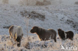 Pony (Equus spp)