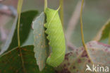 Poplar Hawk-moth (Laothoe populi)