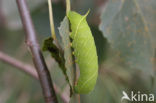 Poplar Hawk-moth (Laothoe populi)