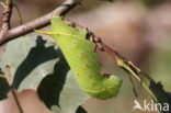 Poplar Hawk-moth (Laothoe populi)