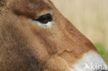 Mongolian Wild Horse