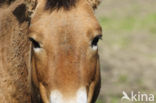 Przewalskipaard (Equus przewalskii)
