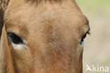 Przewalskipaard (Equus przewalskii)