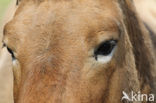 Przewalskipaard (Equus przewalskii)