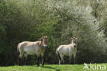 Przewalskipaard (Equus przewalskii)