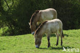 Przewalskipaard (Equus przewalskii)