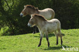 Przewalskipaard (Equus przewalskii)