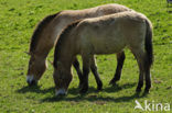 Przewalskipaard (Equus przewalskii)