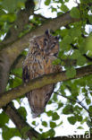 Long-eared Owl (Asio otus)