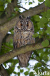 Long-eared Owl (Asio otus)