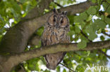 Long-eared Owl (Asio otus)