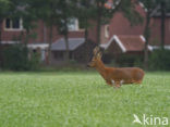 Ree (Capreolus capreolus)