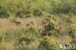 Ree (Capreolus capreolus)