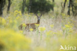 Roe Deer (Capreolus capreolus)
