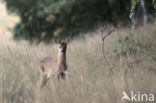 Roe Deer (Capreolus capreolus)