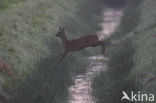Ree (Capreolus capreolus)