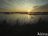 Riet (Phragmites australis)