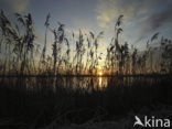 Common Reed (Phragmites australis)