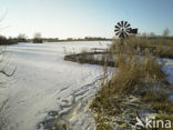 Common Reed (Phragmites australis)