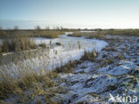 Riet (Phragmites australis)