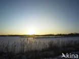 Riet (Phragmites australis)