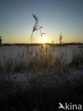 Riet (Phragmites australis)