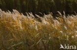 Common Reed (Phragmites australis)
