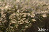 Riet (Phragmites australis)