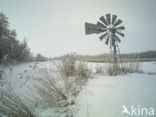 Riet (Phragmites australis)