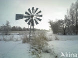 Riet (Phragmites australis)