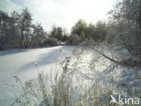 Riet (Phragmites australis)