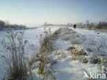 Common Reed (Phragmites australis)