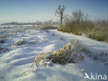 Common Reed (Phragmites australis)