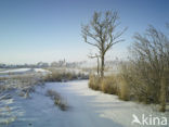 Common Reed (Phragmites australis)