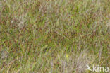 Saltmarsh Flat-sedge (Blysmus rufus)