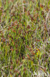 Saltmarsh Flat-sedge (Blysmus rufus)