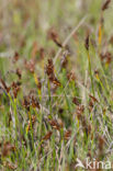 Saltmarsh Flat-sedge (Blysmus rufus)